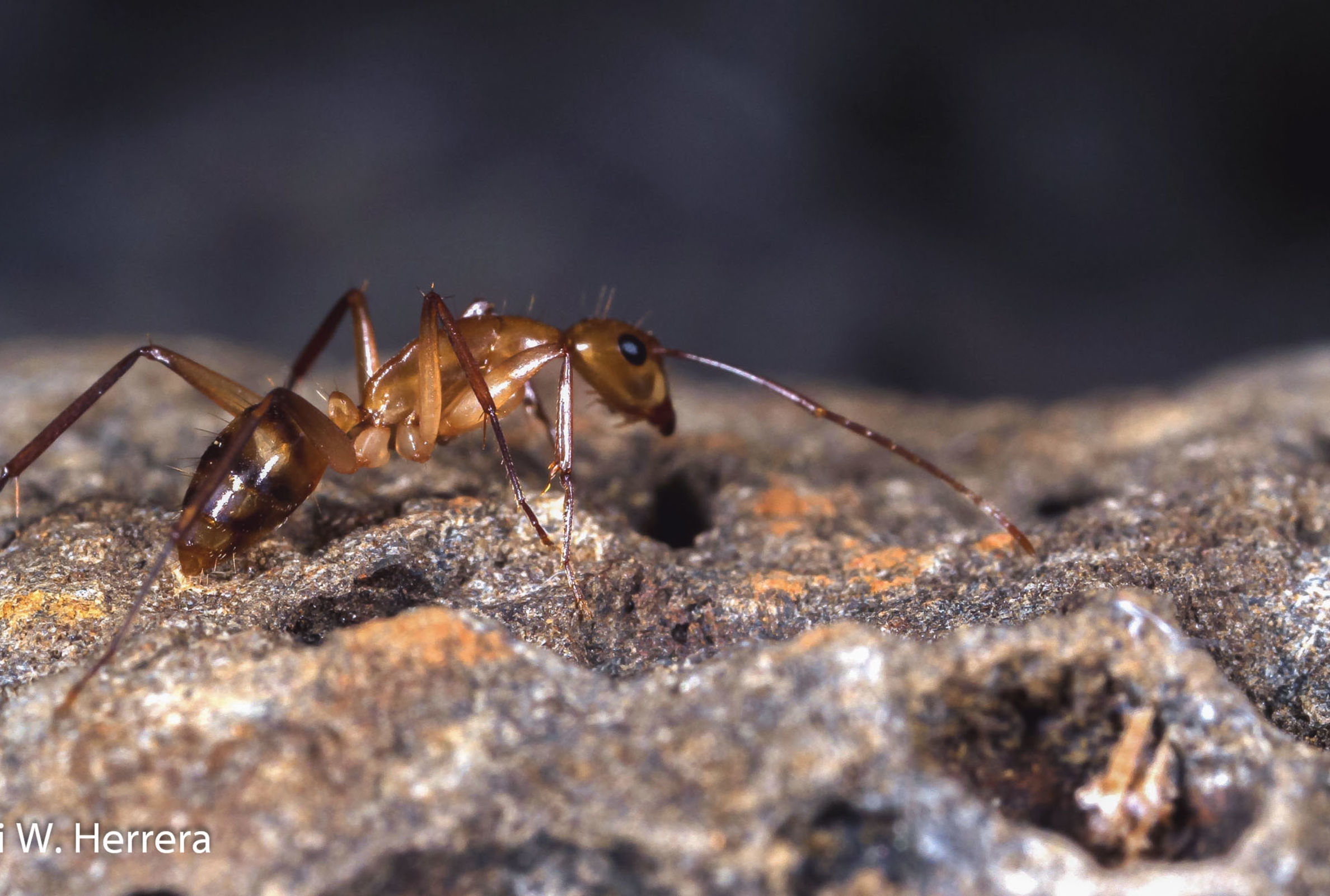 Introduced carpenter ant Camponotus conspicuus zonatus on Santa Cruz Island, Galapagos Photo: Henri Herrera, CDF.